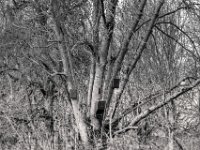 Fledermaus-Wohnungen  PENTAX K-3 Mark III Monochrome, HD PENTAX - D FA* 2.8/70-200 ED DC AW  - 12.02.2025 -