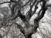 Eichen - Ästhetik  PENTAX K-3 Mark III Monochrome, HD PENTAX - D FA* 2.8/70-200 ED DC AW  - 12.02.2025 -