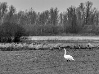 Schwan und Gänse  PENTAX K-3 Mark III Monochrome, HD PENTAX - D FA* 2.8/70-200 ED DC AW  - 12.02.2025 -