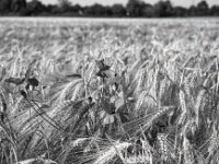 Mohn im Korn  PENTAX K-3 Mark III Monochrome, HD PENTAX - DA* 2.8/16-50 ED PLM AW   - 13.06.2025 -