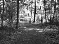 Waldweg  PENTAX K-3 Mark III Monochrome, HD PENTAX - DA* 2.8/16-50 ED PLM AW   - 13.06.2025 -