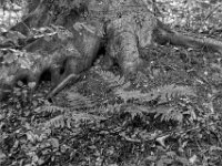 Groß und Klein  PENTAX K-3 Mark III Monochrome, HD PENTAX - DA* 2.8/16-50 ED PLM AW   - 13.06.2025 -