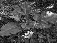 Große Blätter, kleine Blätter  PENTAX K-3 Mark III Monochrome, HD PENTAX - DA* 2.8/16-50 ED PLM AW   - 13.06.2025 -