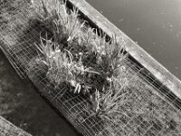 Schwimmgarten  PENTAX K-3 Mark III Monochrome, HD PENTAX - DA* 2.8/16-50 ED PLM AW   - 13.06.2025 -
