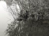 Seeufer  PENTAX K-3 Mark III Monochrome, HD PENTAX - DA* 2.8/16-50 ED PLM AW   - 13.06.2025 -