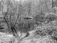 Waldweiher  Pentax MZ-S, SMC Pentax FA 1.8/31 Limited, ADOX CHS 100 II   - 13.03.2025 -