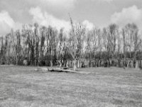 Gefallene Bäume  Pentax MZ-S, SMC Pentax FA 1.8/31 Limited, ADOX CHS 100 II   - 13.03.2025 -