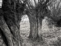 Kopfweiden  Pentax MZ-S, SMC Pentax FA 1.8/31 Limited, ADOX CHS 100 II   - 13.03.2025 -