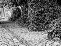 Die echte Katze kommt Heim  PENTAX K-3 Mark III Monochrome, SMC PENTAX-FA 1.8/31 AL Limited  - 14.09.2025 -