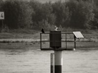 Vogel am Fluss  PENTAX K-3 Mark III Monochrome, SIGMA ZEN MIRROR-TELEPHOTO 8.0/600 MC  - 15.08.2025 -