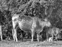Kühe und Kälbchen  PENTAX K-3 Mark III Monochrome, SIGMA ZEN MIRROR-TELEPHOTO 8.0/600 MC  - 15.08.2025 -
