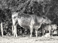 Fürsorge  PENTAX K-3 Mark III Monochrome, SIGMA ZEN MIRROR-TELEPHOTO 8.0/600 MC  - 15.08.2025 -