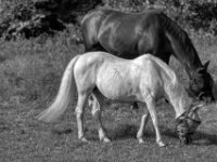 Paar mit Fliegenschutz  PENTAX K-3 Mark III Monochrome, SIGMA ZEN MIRROR-TELEPHOTO 8.0/600 MC  - 15.08.2025 -