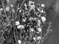 Blühender Hibiskus auf der Weide  PENTAX K-3 Mark III Monochrome, SIGMA ZEN MIRROR-TELEPHOTO 8.0/600 MC  - 15.08.2025 -