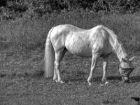 Schimmel  PENTAX K-3 Mark III Monochrome, SIGMA ZEN MIRROR-TELEPHOTO 8.0/600 MC  - 15.08.2025 -