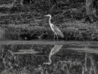 Reiher am kleinen See  PENTAX K-3 Mark III Monochrome, SIGMA ZEN MIRROR-TELEPHOTO 8.0/600 MC  - 15.08.2025 -