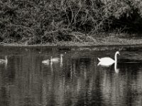 Schwanensee  PENTAX K-3 Mark III Monochrome, SIGMA ZEN MIRROR-TELEPHOTO 8.0/600 MC  - 15.08.2025 -