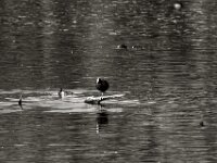 Blesshuhn  PENTAX K-3 Mark III Monochrome, SIGMA ZEN MIRROR-TELEPHOTO 8.0/600 MC  - 15.08.2025 -