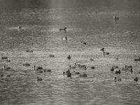 Blesshühner  PENTAX K-3 Mark III Monochrome, SIGMA ZEN MIRROR-TELEPHOTO 8.0/600 MC  - 15.08.2025 -