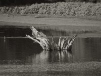 Abgestorben  PENTAX K-3 Mark III Monochrome, SIGMA ZEN MIRROR-TELEPHOTO 8.0/600 MC  - 15.08.2025 -