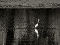 Der Reiher wartet  PENTAX K-3 Mark III Monochrome, SIGMA ZEN MIRROR-TELEPHOTO 8.0/600 MC  - 15.08.2025 -
