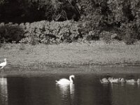 Storch und Schwäne  PENTAX K-3 Mark III Monochrome, SIGMA ZEN MIRROR-TELEPHOTO 8.0/600 MC  - 15.08.2025 -