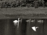 Der Reiher fliegt vorbei  PENTAX K-3 Mark III Monochrome, SIGMA ZEN MIRROR-TELEPHOTO 8.0/600 MC  - 15.08.2025 -