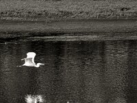 Rheierflug  PENTAX K-3 Mark III Monochrome, SIGMA ZEN MIRROR-TELEPHOTO 8.0/600 MC  - 15.08.2025 -