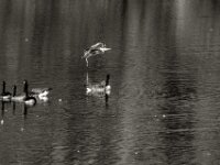 Vor der Landung bei den Gänsen  PENTAX K-3 Mark III Monochrome, SIGMA ZEN MIRROR-TELEPHOTO 8.0/600 MC  - 15.08.2025 -