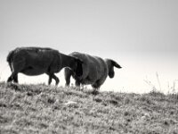 Auf dem Rheindeich  PENTAX K-3 Mark III Monochrome, SIGMA ZEN MIRROR-TELEPHOTO 8.0/600 MC  - 15.08.2025 -