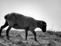 Deichschaf  PENTAX K-3 Mark III Monochrome, SIGMA ZEN MIRROR-TELEPHOTO 8.0/600 MC  - 15.08.2025 -