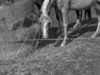 Leider ohne Fliegenschutz  PENTAX K-3 Mark III Monochrome, SMC PENTAX-FA 1.9/43 Limited - 15.08.2025 -