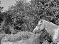 Alte Bekannte am Weg  PENTAX K-3 Mark III Monochrome, SMC PENTAX-FA 1.9/43 Limited - 15.08.2025 -