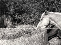 Futter - Heurolle  PENTAX K-3 Mark III Monochrome, SMC PENTAX-FA 1.9/43 Limited - 15.08.2025 -