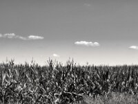 Wolken überm Maisfeld  PENTAX K-3 Mark III Monochrome, SMC PENTAX-FA 1.9/43 Limited - 15.08.2025 -