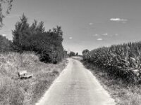 Feldweg  PENTAX K-3 Mark III Monochrome, SMC PENTAX-FA 1.9/43 Limited - 15.08.2025 -