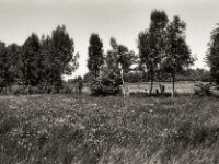 Wiese und Weide  Pentax LX, SMC Pentax FA 1.9/43 Limited, ADOX CHS 100 II  - 16.05.2025 -