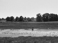 Die Kuh am Altrhein  Pentax LX, SMC Pentax FA 1.9/43 Limited, ADOX CHS 100 II  - 16.05.2025 -