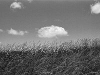 Wolken am Deich  Pentax LX, SMC Pentax FA 1.9/43 Limited, ADOX CHS 100 II  - 16.05.2025 -