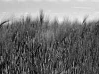 Gerste  Pentax LX, SMC Pentax FA 1.9/43 Limited, ADOX CHS 100 II  - 16.05.2025 -