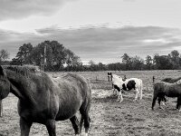Wir kennen uns  PENTAX K-1, HD PENTAX - D FA 2.8/24-70 ED SDM WR  - 17.10.2025  -