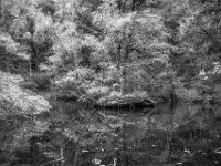 Insel im Waldteich  PENTAX K-1, HD PENTAX - D FA 2.8/24-70 ED SDM WR  - 17.10.2025  -