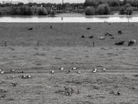 Rheinwiese  PENTAX K-1, HD PENTAX - D FA 2.8/24-70 ED SDM WR  - 17.10.2025  -