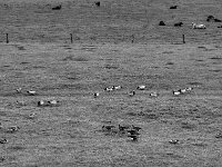 Wildgänse in den Rheinwiesen  PENTAX K-1, HD PENTAX - D FA 2.8/24-70 ED SDM WR  - 17.10.2025  -