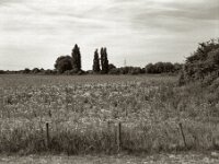 Mohnfeld  Pentax 67 II, SMC 2.4/105, Orange Filter, ADOX CHS 100 II   - 17.06.2025 -