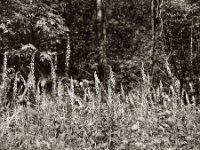 Fingerhut am Waldrand  Pentax 67 II, SMC 2.4/105, Orange Filter, ADOX CHS 100 II   - 17.06.2025 -