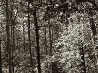 Trockene Kiefern  Pentax 67 II, SMC 2.4/105, Orange Filter, ADOX CHS 100 II   - 17.06.2025 -