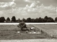 Weide  Pentax 67 II, SMC 2.4/105, Orange Filter, ADOX CHS 100 II   - 17.06.2025 -