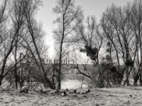Weide am Fluss  PENTAX K-3 Mark III Monochrome, HD PENTAX - DA* 2.8/16-50 ED PLM AW  - 19.03.2025 -