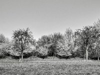 Blühende Sträucher  PENTAX K-3 Mark III Monochrome, HD PENTAX - DA* 2.8/16-50 ED PLM AW  - 19.03.2025 -